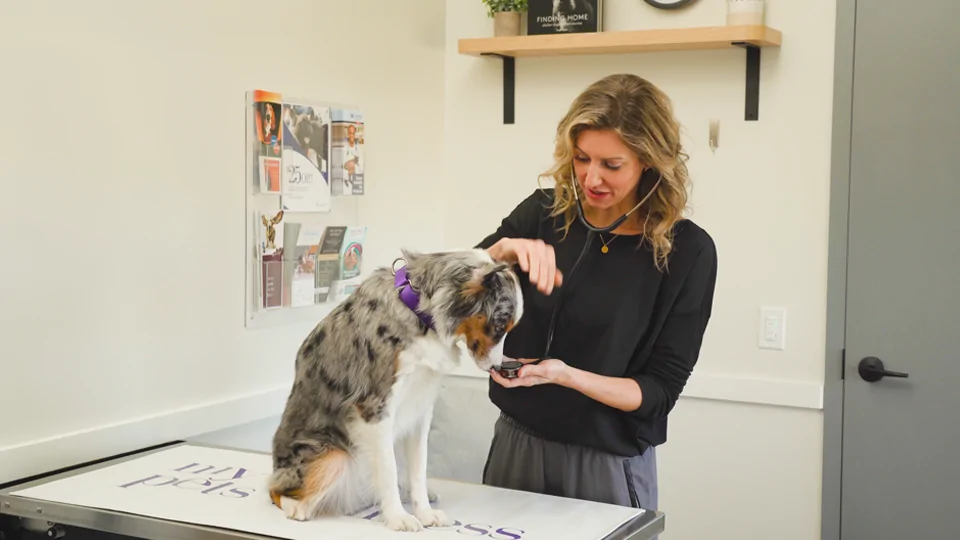 Crafting Personalized Wellness Plans for Traveling Companions