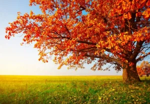 Explore When Leaves Change Color