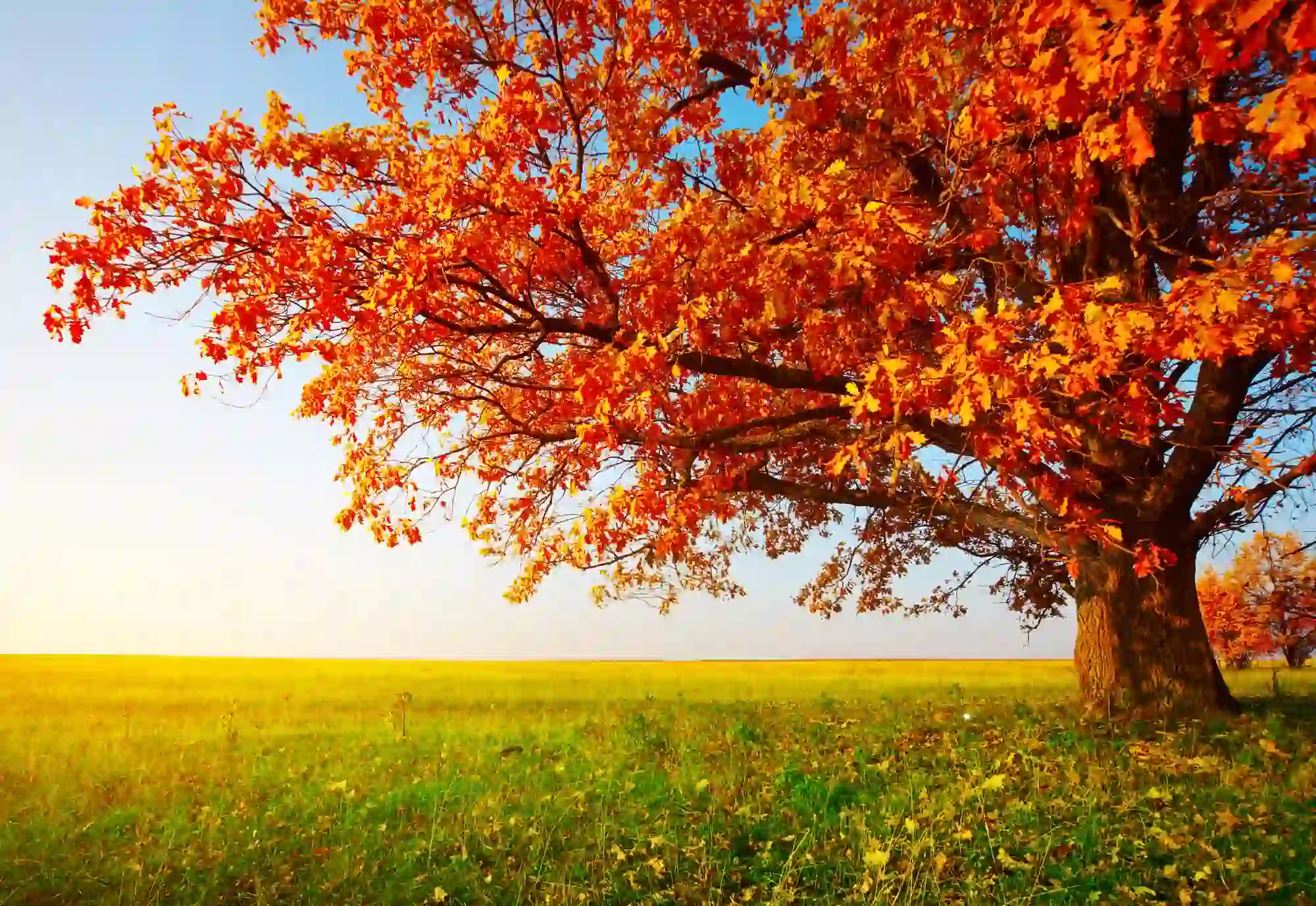 Explore When Leaves Change Color