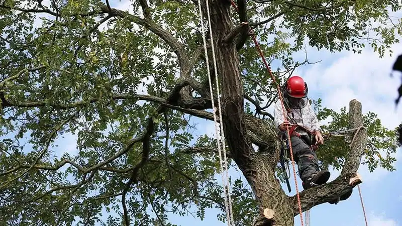 Safety Measures for Travelers Planting Trees A Tree Trimming Guide