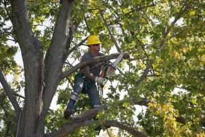 Tree Trimming Safety