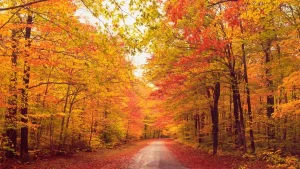 when leaves change color
