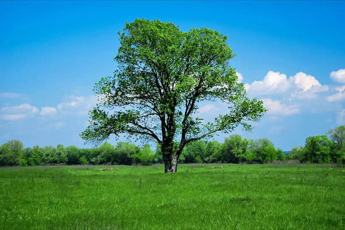 Balancing Arts & Entertainment With Carbon-Neutral Business Practices