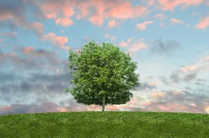 Understanding sustainability certifications