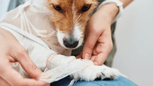 How to care for a pet after surgery