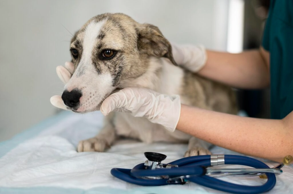 Traveling With Recovery How to Care for Your Pet After Surgery During a Road Trip